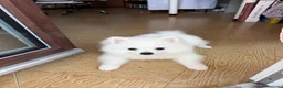 Volpino Pomerania cani in vendita: Ares volpino a Provincia di Como - Annuncio 1