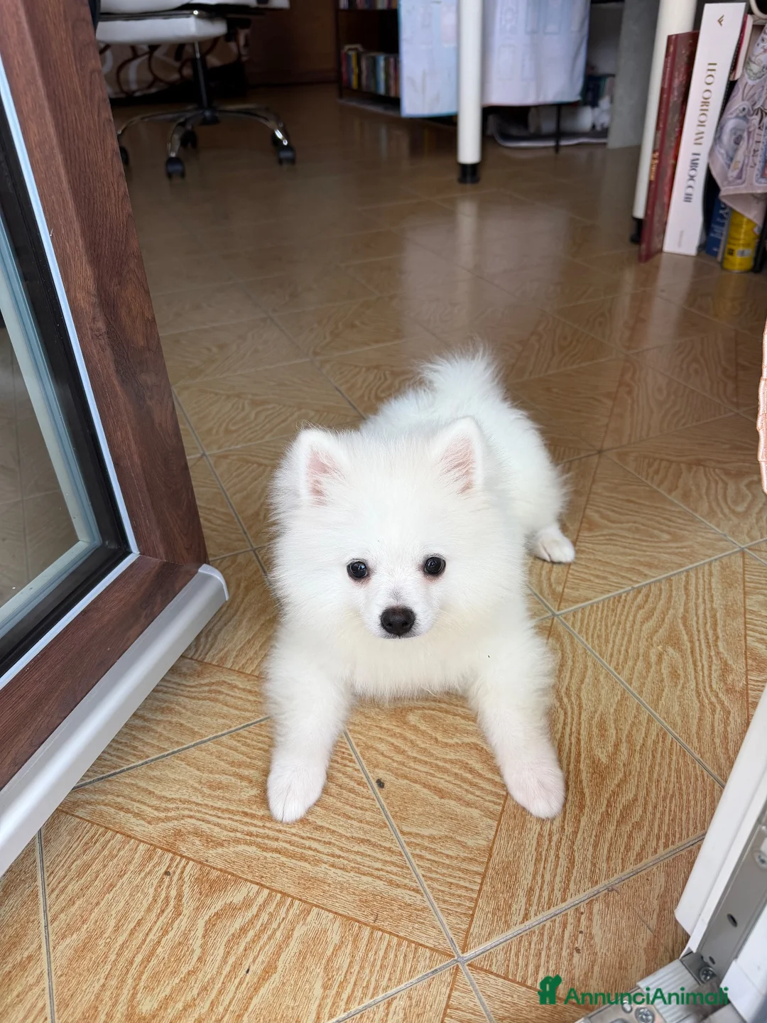 Volpino Pomerania cani in vendita: Ares volpino a Provincia di Como - Annuncio 1