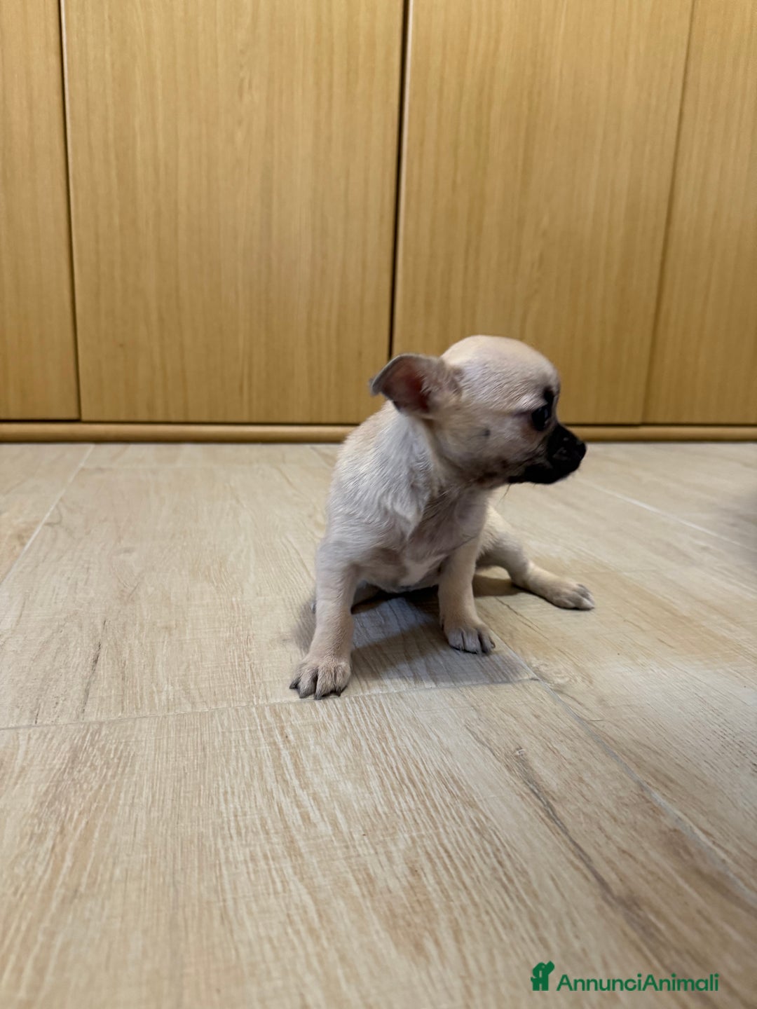 Chihuahua cani in vendita: Vendo cuccioli di Chihuahua a Provincia di Varese - Immagine 6
