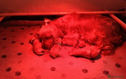 Cocker cani in vendita: Cuccioli Cocker Spaniel  - Immagine 2