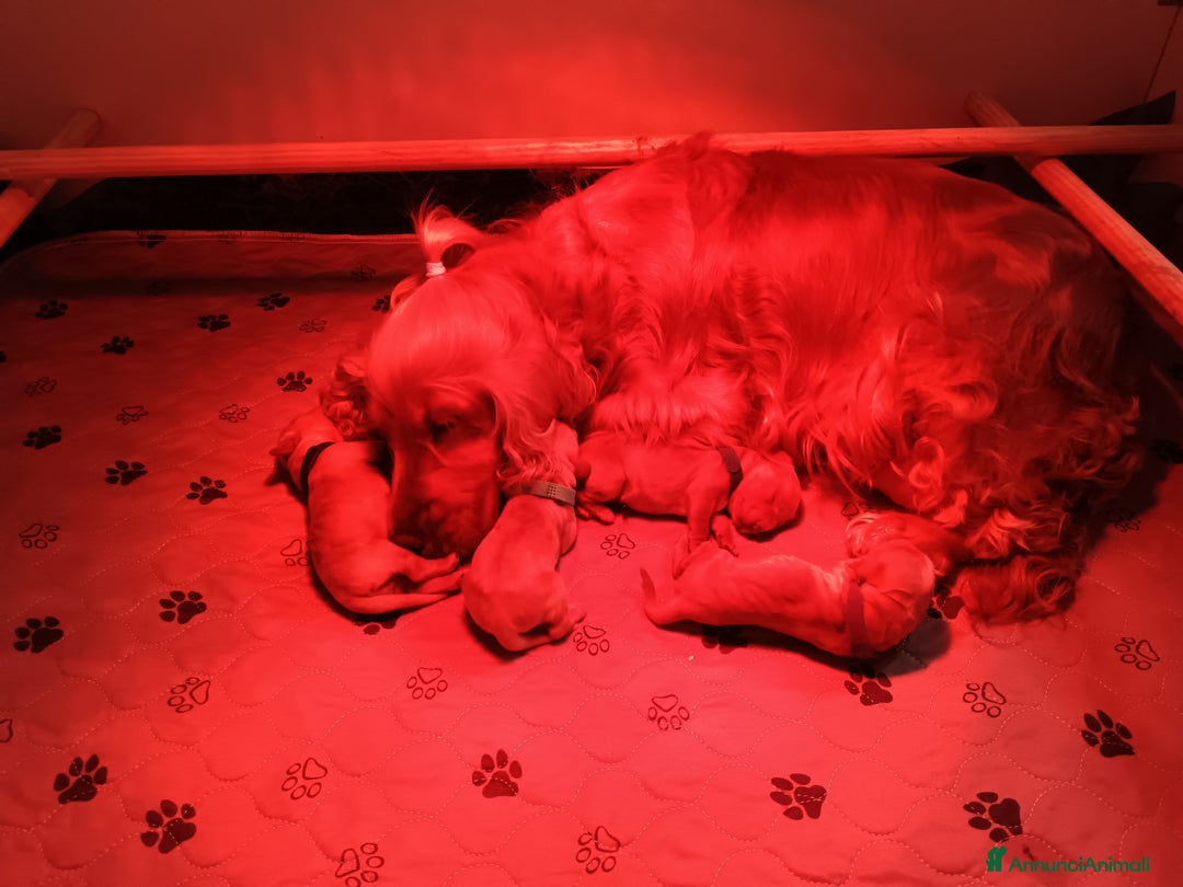 Cocker cani in vendita: Cuccioli Cocker Spaniel  - Immagine 2