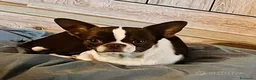 Chihuahua cani per accoppiamento: monta accoppiamento - Annuncio 2