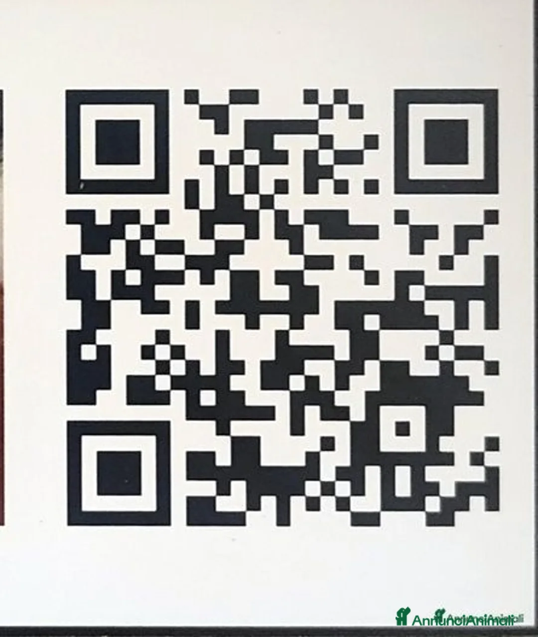 Akita Inu cani in vendita: CUCCIOLI AKITA INU  a Province of Monza and Brianza - Annuncio 13