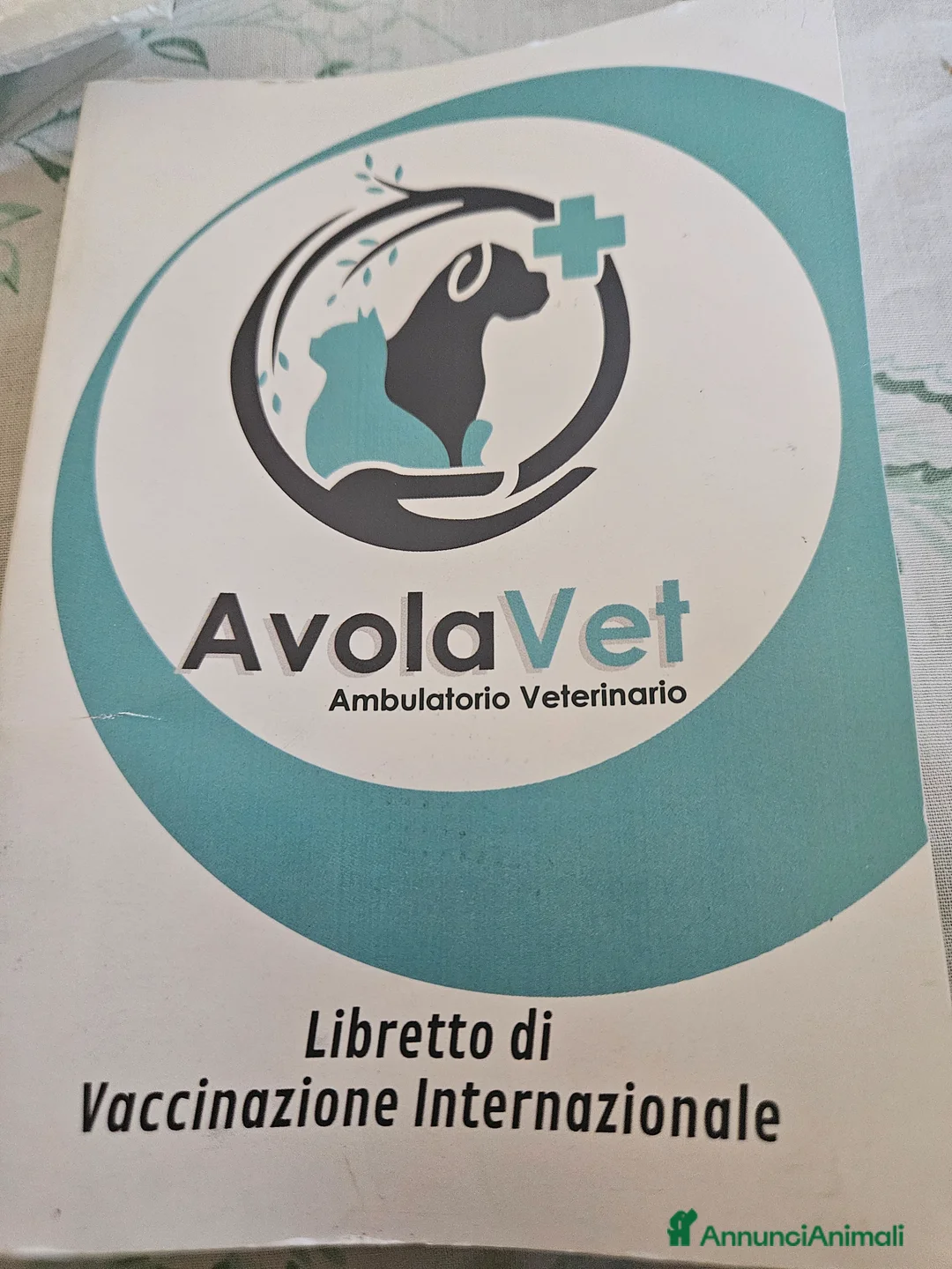 Sphynx gatti in vendita: Vendo cucciola di gattina SPHYNX a Città metropolitana di Reggio Calabria - Annuncio 1