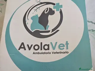 Sphynx gatti Vendo cucciola di gattina SPHYNX - Annuncio 5