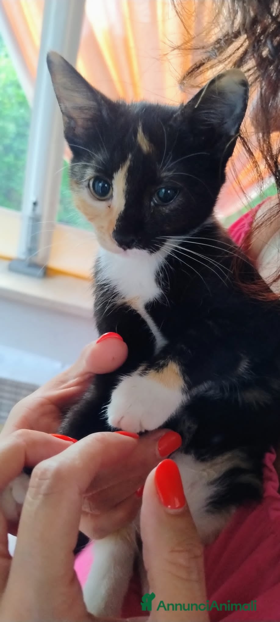 Altre razze gatti CERCA CASA 🏡  - Annuncio 36