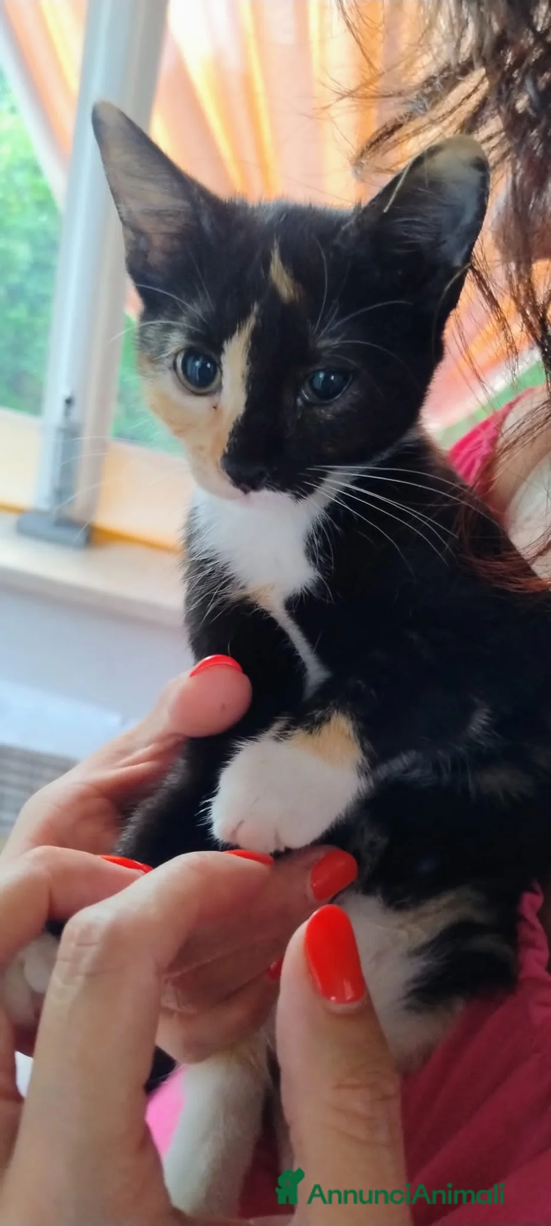 Altre razze gatti in regalo: CERCA CASA 🏡  - Annuncio 1