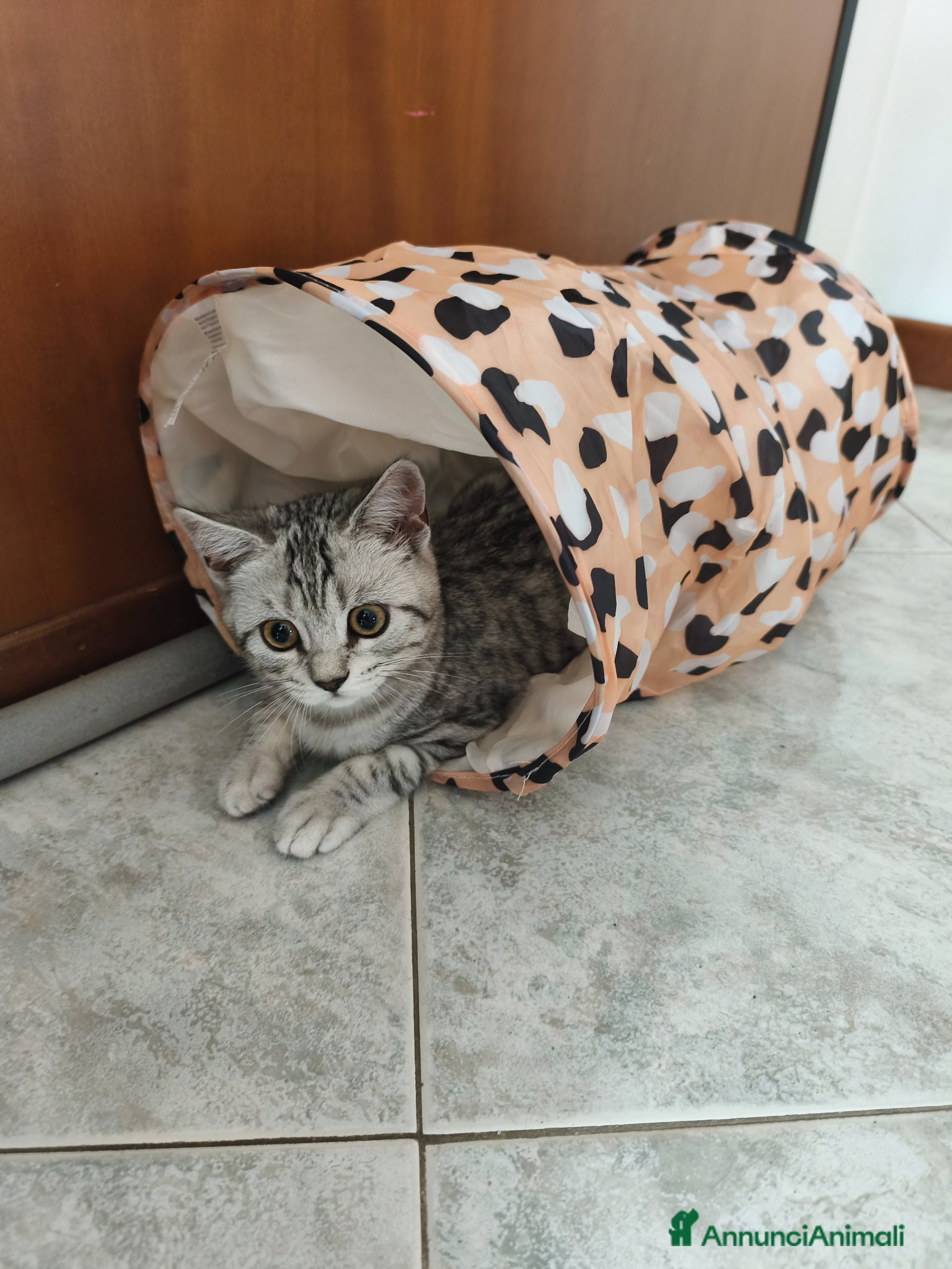 Scottish gatti in vendita: Gatto scottish straight  a Provincia di Como - Annuncio 3