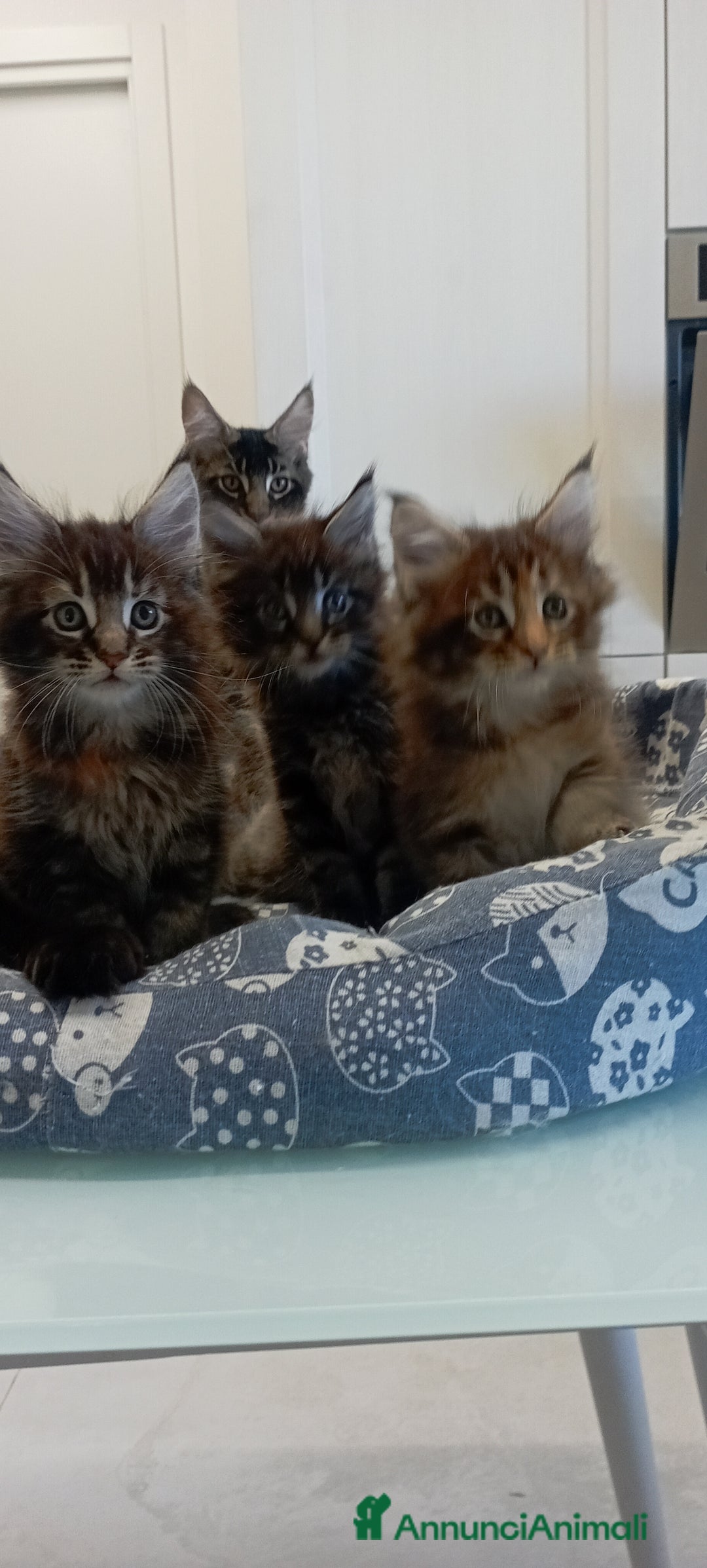 Maine Coon gatti in vendita: Maine Coon con pedigree  - Annuncio 10