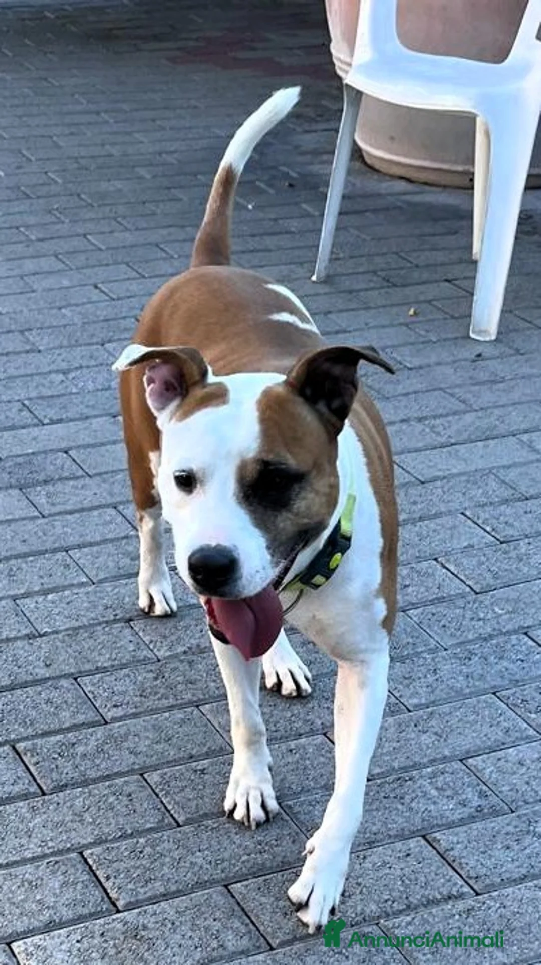 Meticcio cani in regalo: MAYA AMSTAFF - Annuncio 3