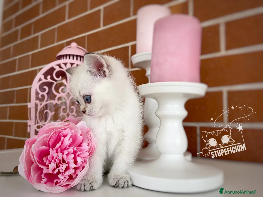 Immagine della galleria {{count}}