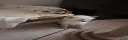 Siberiano gatti in vendita: Gatti siberiani neva masquerade  - Annuncio 7