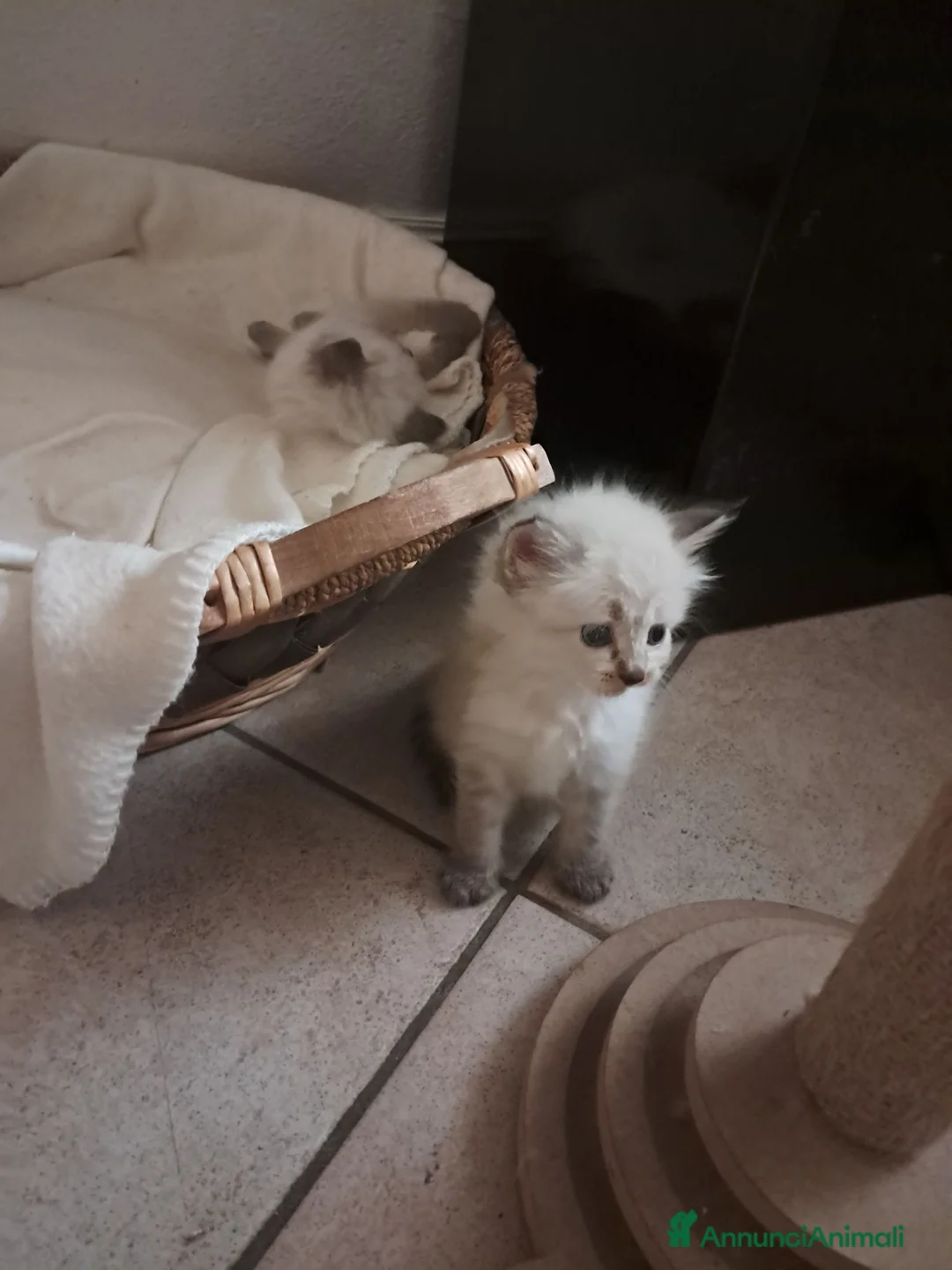 Siberiano gatti in vendita: Gatti siberiani neva masquerade  - Annuncio 7
