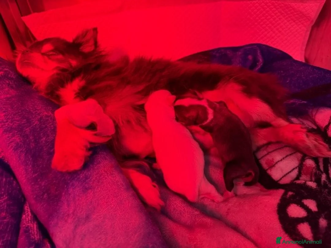 Chihuahua cani in vendita: cuccioli disponibili a Provincia di Verona - Annuncio 3