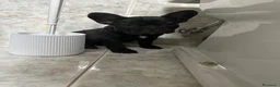 Bulldog Francese cani in vendita: bulldog francese nero tigrato  - Annuncio 6