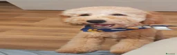Barboncino cani in vendita: Barboncino nano  - Annuncio 2