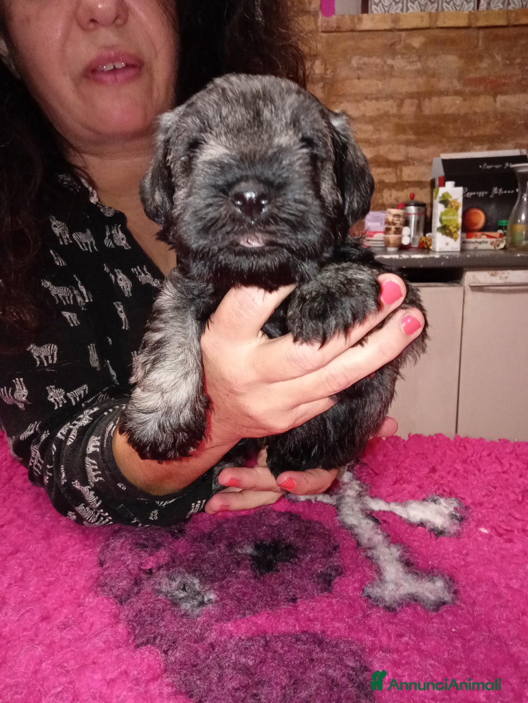 Mini Schnauzer cani in vendita: cuccioli di zwergschnauzer pepe sale - Annuncio 3