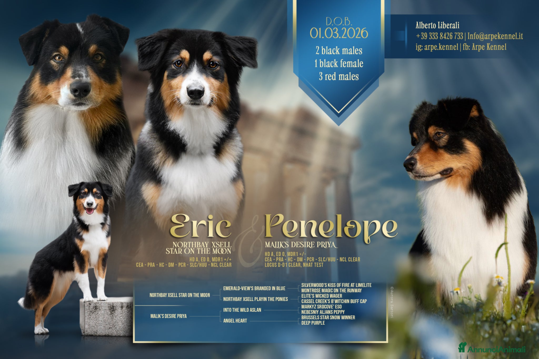 Australian Shepherd cani Unlimi 3 cuccioli di Australian Shepherds - Annuncio 1