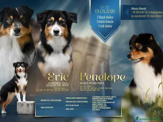 Australian Shepherd cani Unlimi 3 cuccioli di Australian Shepherds - Annuncio 1
