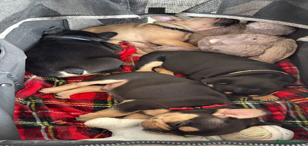 Immagine della galleria {{count}}