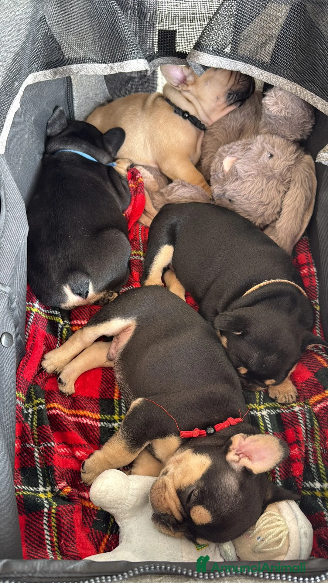 Immagine della galleria {{count}}