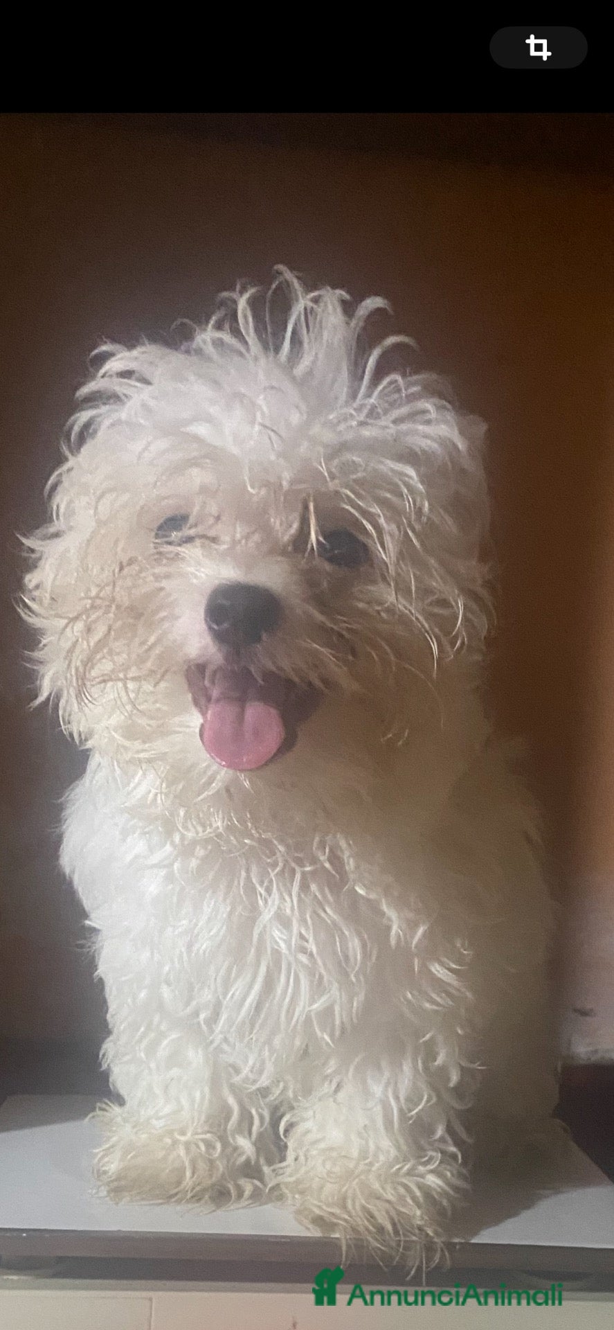 Maltese cani Maltese MiniToy  - Annuncio 1