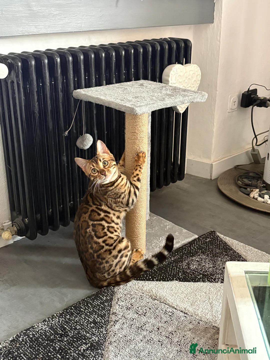 Bengala gatti in vendita: Gatta del bengala a Provincia di Varese - Annuncio 3