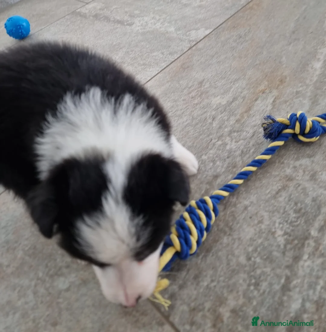 Border Collie cani in vendita: Border Collie a Provincia di Novara - Annuncio 7
