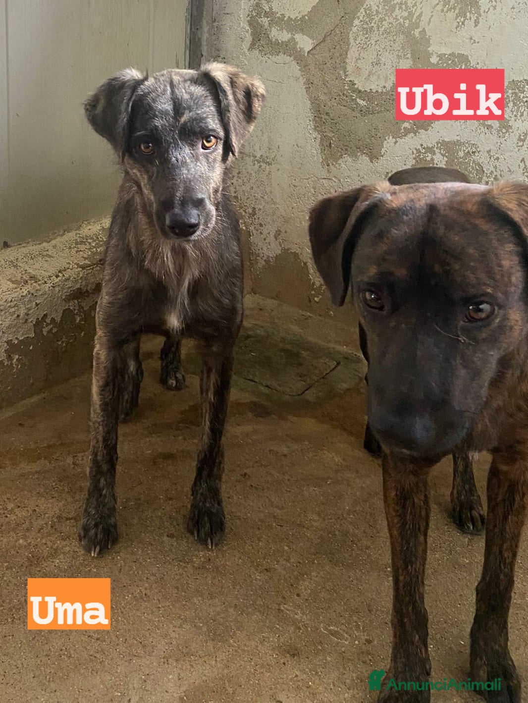 Meticcio cani UMA e UBIK mamma e figlio bei tigratini - Annuncio 29