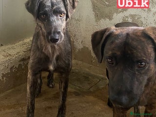 Meticcio cani UMA e UBIK mamma e figlio bei tigratini - Annuncio 22