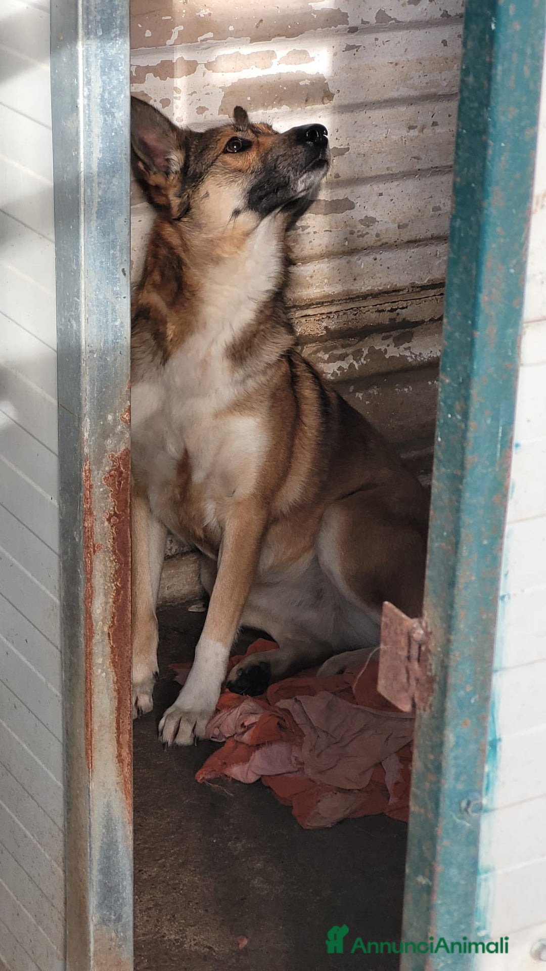 Meticcio cani in regalo: Splendida Lupetta ANAIS a Città metropolitana di Milano - Annuncio 9