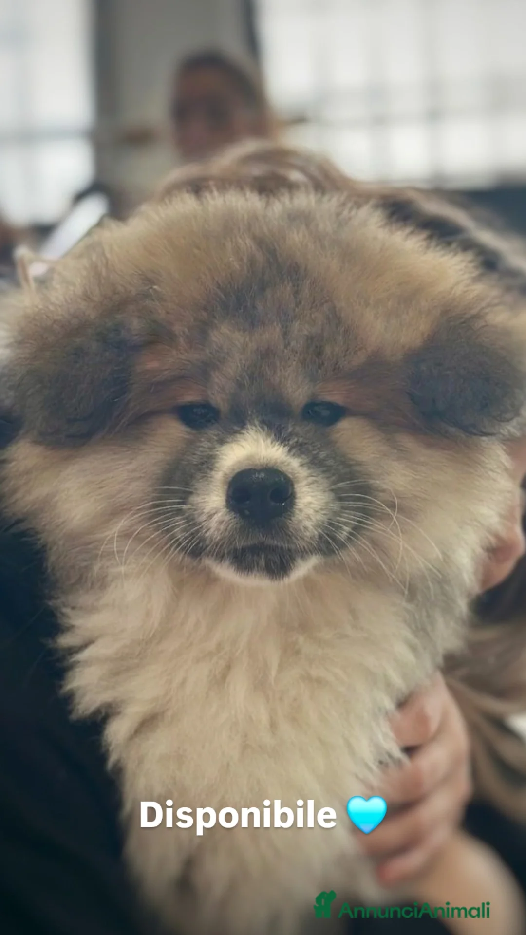 Akita Inu cani Cucciolo Akita Inu pelo lungo  - Annuncio 1