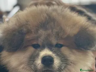 Akita Inu cani Cucciolo Akita Inu pelo lungo - Annuncio 1