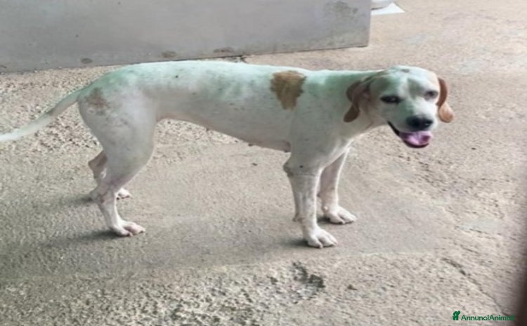 Pointer cani a Città metropolitana di Milano - Annuncio 17