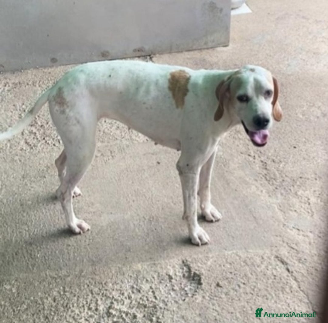 Pointer cani in regalo: Pointer femmina 5anni PADRONE DECEDUTO.MILANO SOS a Città metropolitana di Milano - Immagine 1