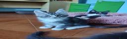 Maine Coon gatti in vendita: Gattini Maine Coon Allevamento Amatoriale  - Annuncio 5