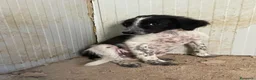 Meticcio cani in regalo: TENERI CUCCIOLOTTI - Annuncio 6
