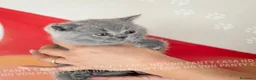 British gatti in vendita: Cuccioli British Shorthair con Pedigree - Annuncio 32