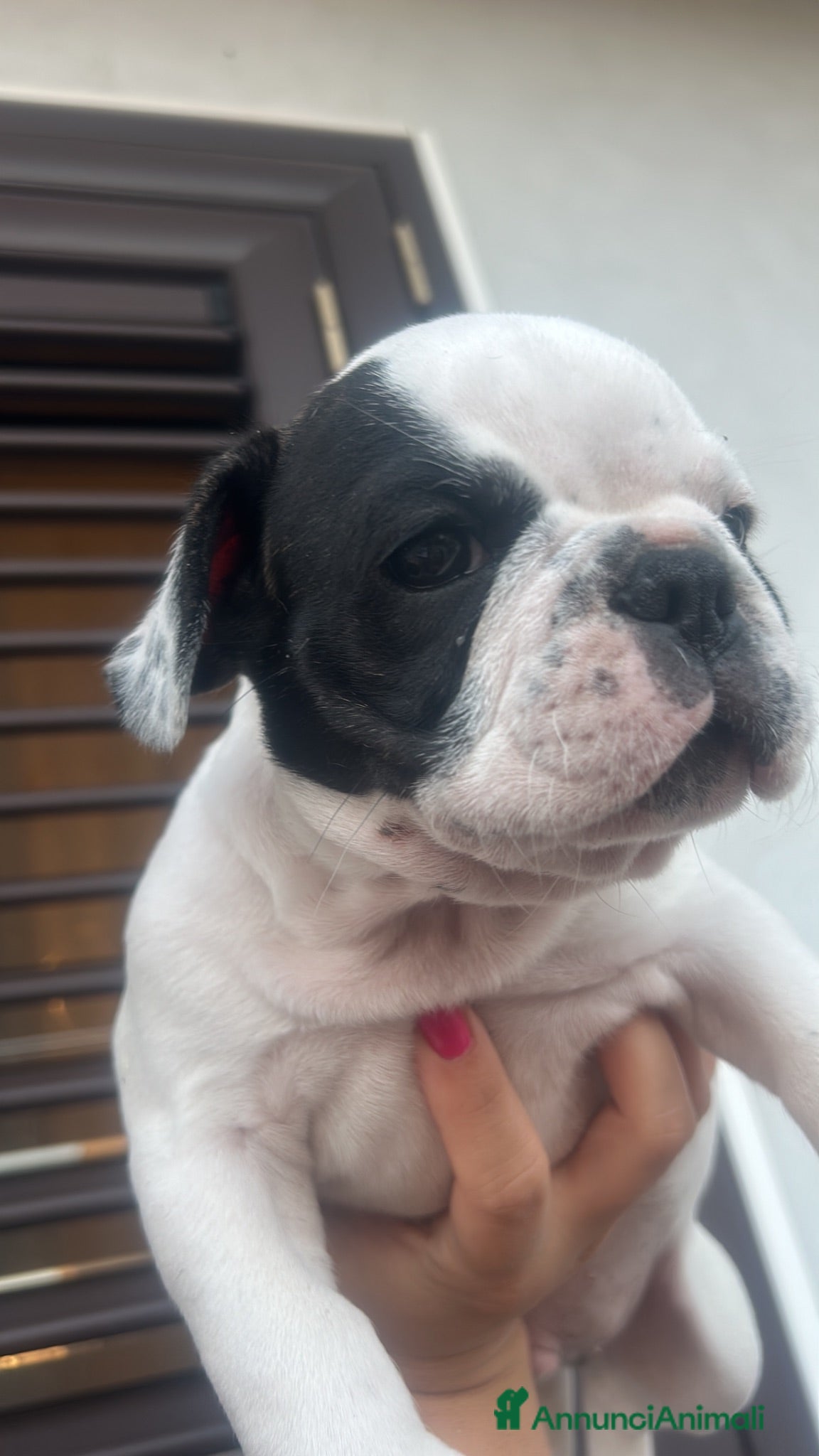 Bulldog Francese cani Cuccioli di bulldog francese  - Annuncio 20