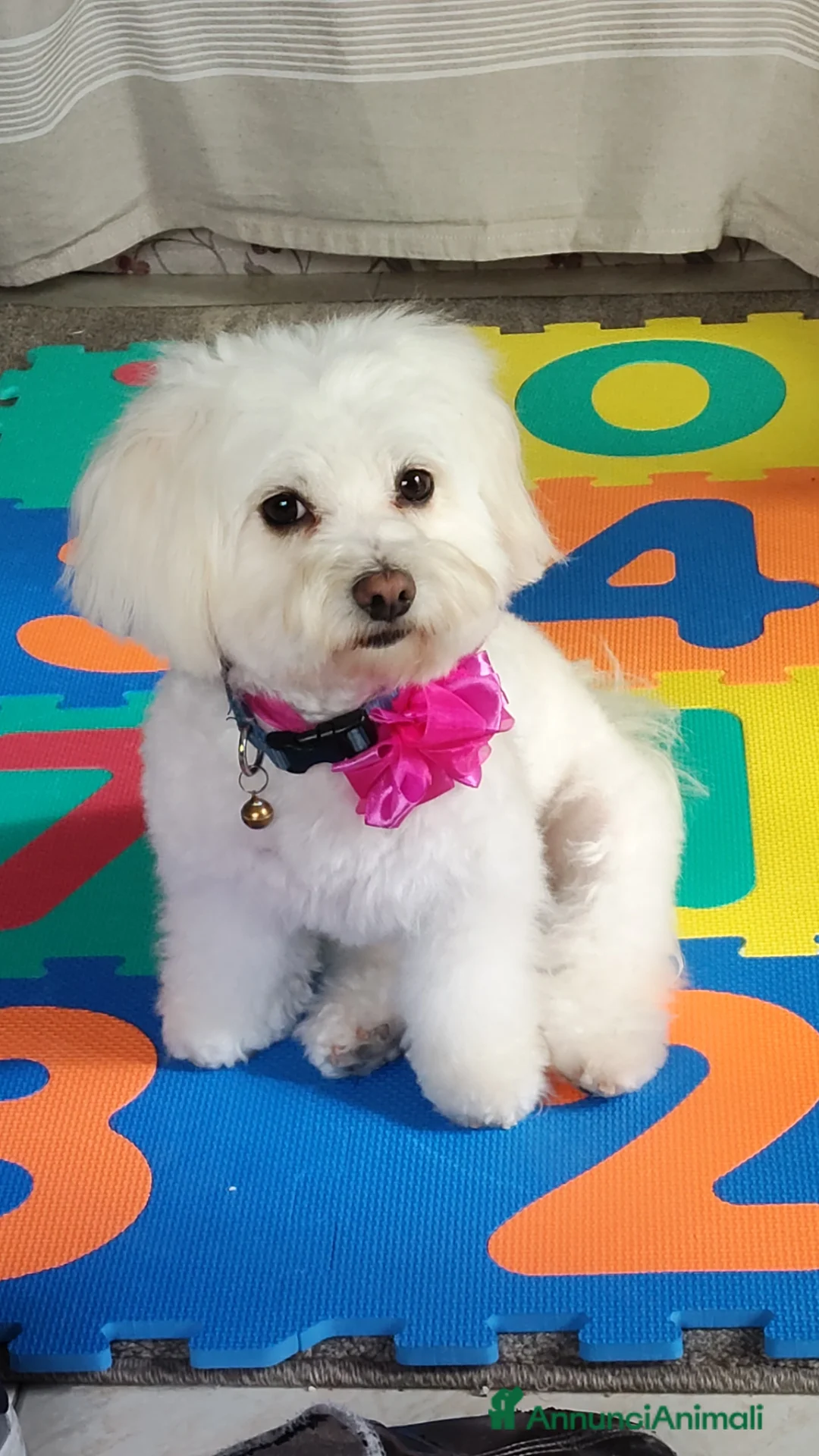 Maltipoo cani in vendita: Maltipoo - Annuncio 2