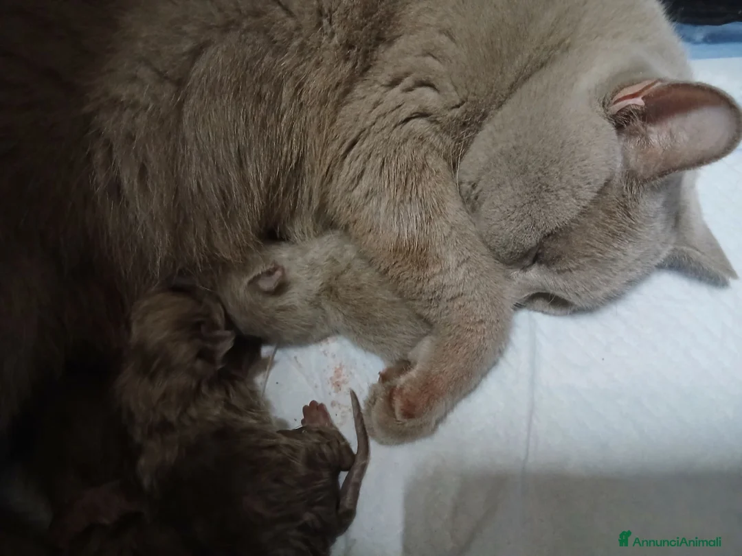 British gatti in vendita: British shortaur - Annuncio 1