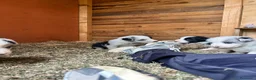 Border Collie cani in vendita: Vendo - Annuncio 4