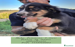 Altre razze cani in regalo: Cuccioli di 3 mesi cercano adozione urgente  a Provincia di Parma - Immagine 6
