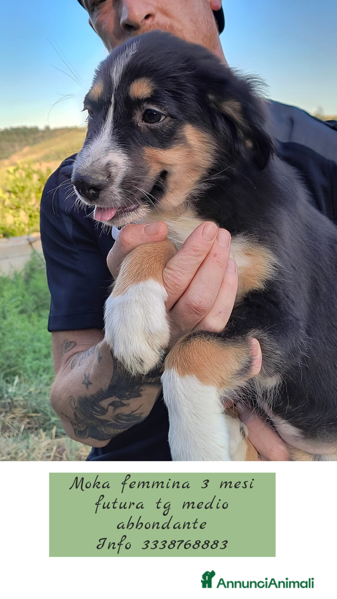 Altre razze cani in regalo: Cuccioli di 3 mesi cercano adozione urgente  a Provincia di Parma - Immagine 6