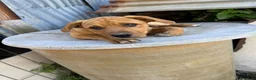 Meticcio cani in regalo: Ares, incrocio pitbull! (5 mesi)  - Annuncio 3