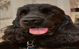 Cocker cani in vendita: cuccioli di cocker spaniel inglese con pedigree a Città metropolitana di Roma Capitale - Immagine 8