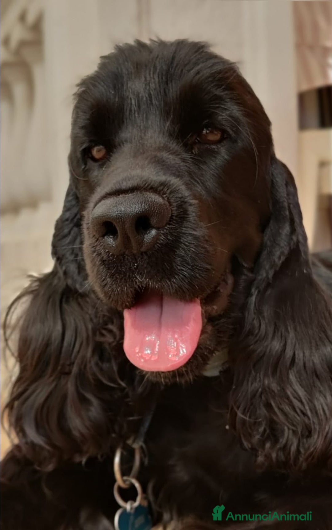Cocker cani in vendita: cuccioli di cocker spaniel inglese con pedigree a Città metropolitana di Roma Capitale - Immagine 8