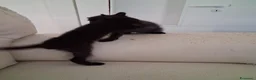 Meticcio gatti in regalo: Regalo gattini neri a Provincia di Ferrara - Annuncio 4