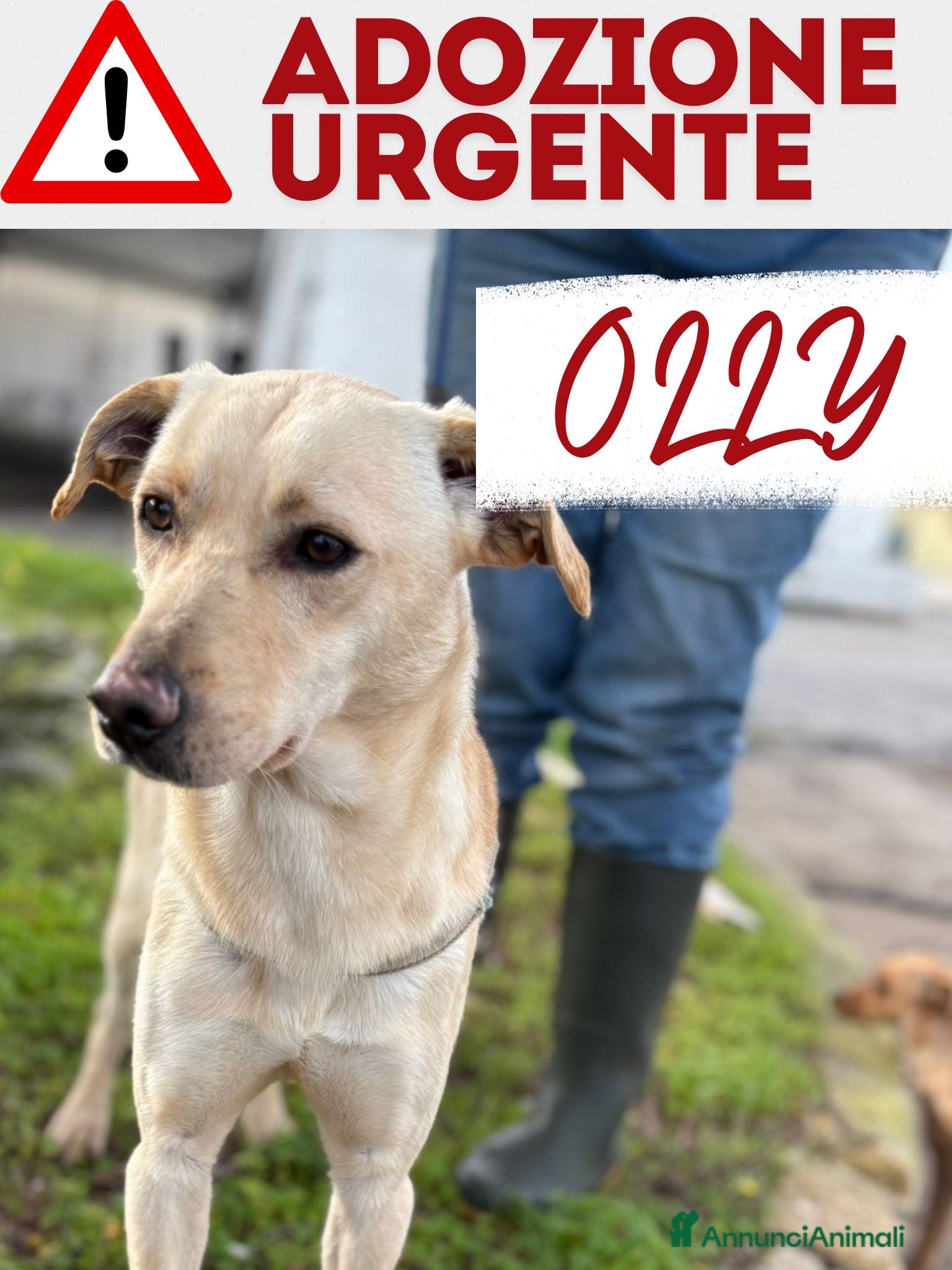 Meticcio cani OLLY 💙 -adozione saltata, cerca casa 😢.Sceglilo! - Annuncio 1