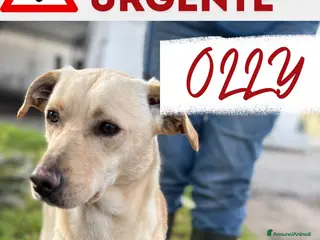 Meticcio cani OLLY 💙 -adozione saltata, cerca casa 😢.Sceglilo! - Annuncio 18